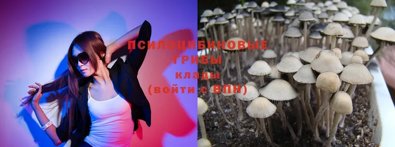 купить  цена  Медынь  Галлюциногенные грибы Psilocybine cubensis 